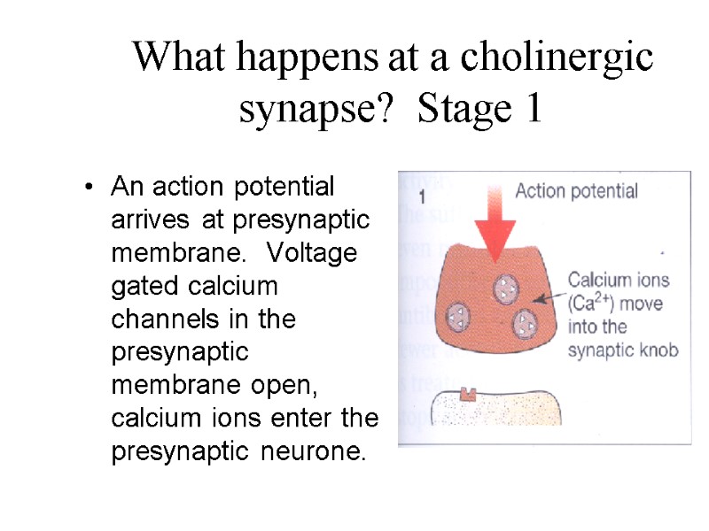 What happens at a cholinergic synapse?  Stage 1 An action potential arrives at